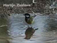 Corsicaanse koolmees [Parus major corsus]